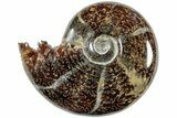 Polished Agatized Ammonite (Phylloceras?) Fossil - Madagascar #236617-1